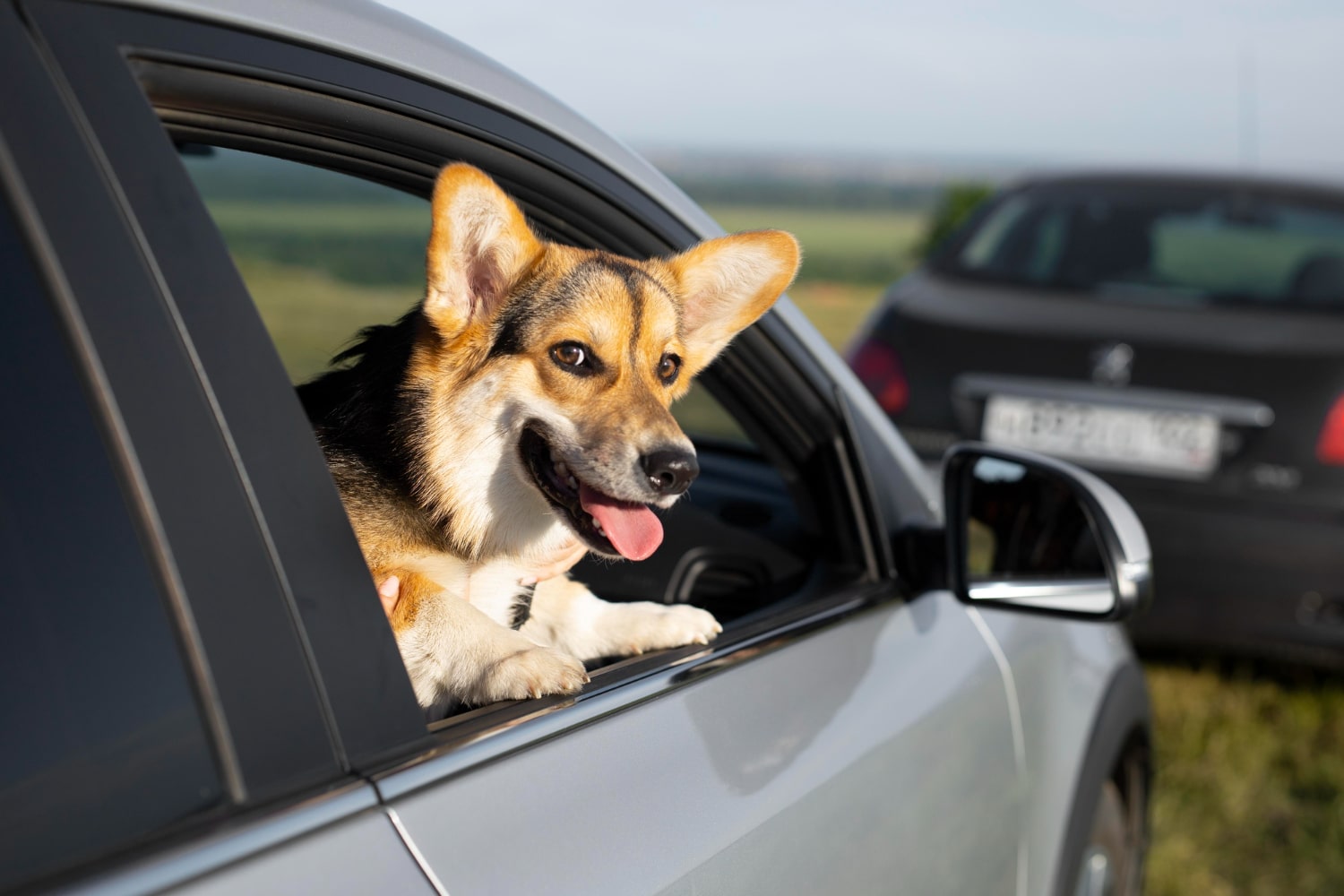 perro mareado en el coche