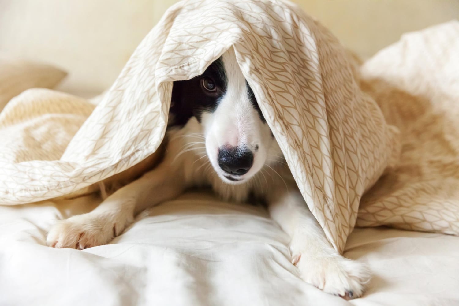 peligros del verano para los perros