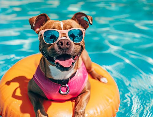 Peligros del verano para los perros