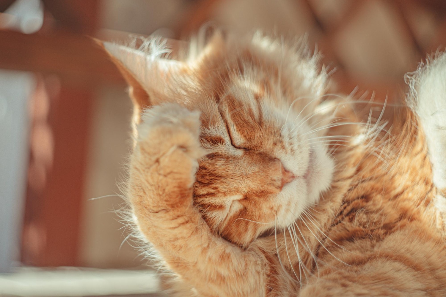 Gato con calor
