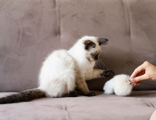 Cómo estimular mentalmente a mi gato