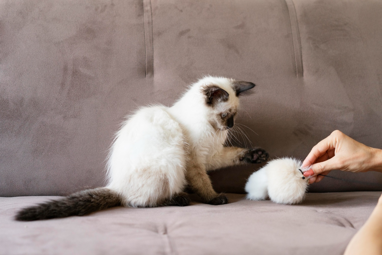 Cómo estimular mentalmente a mi gato
