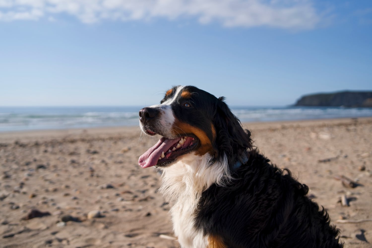 el agua del mar es peligrosa para tu perro