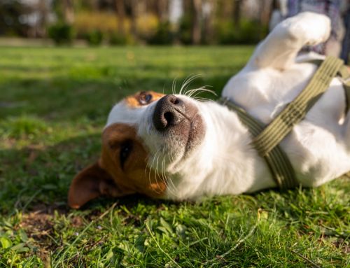 ¿En qué estado está la Ley de Bienestar Animal?