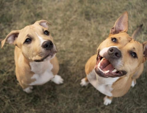 Qué hacer cuando dos perros se pelean