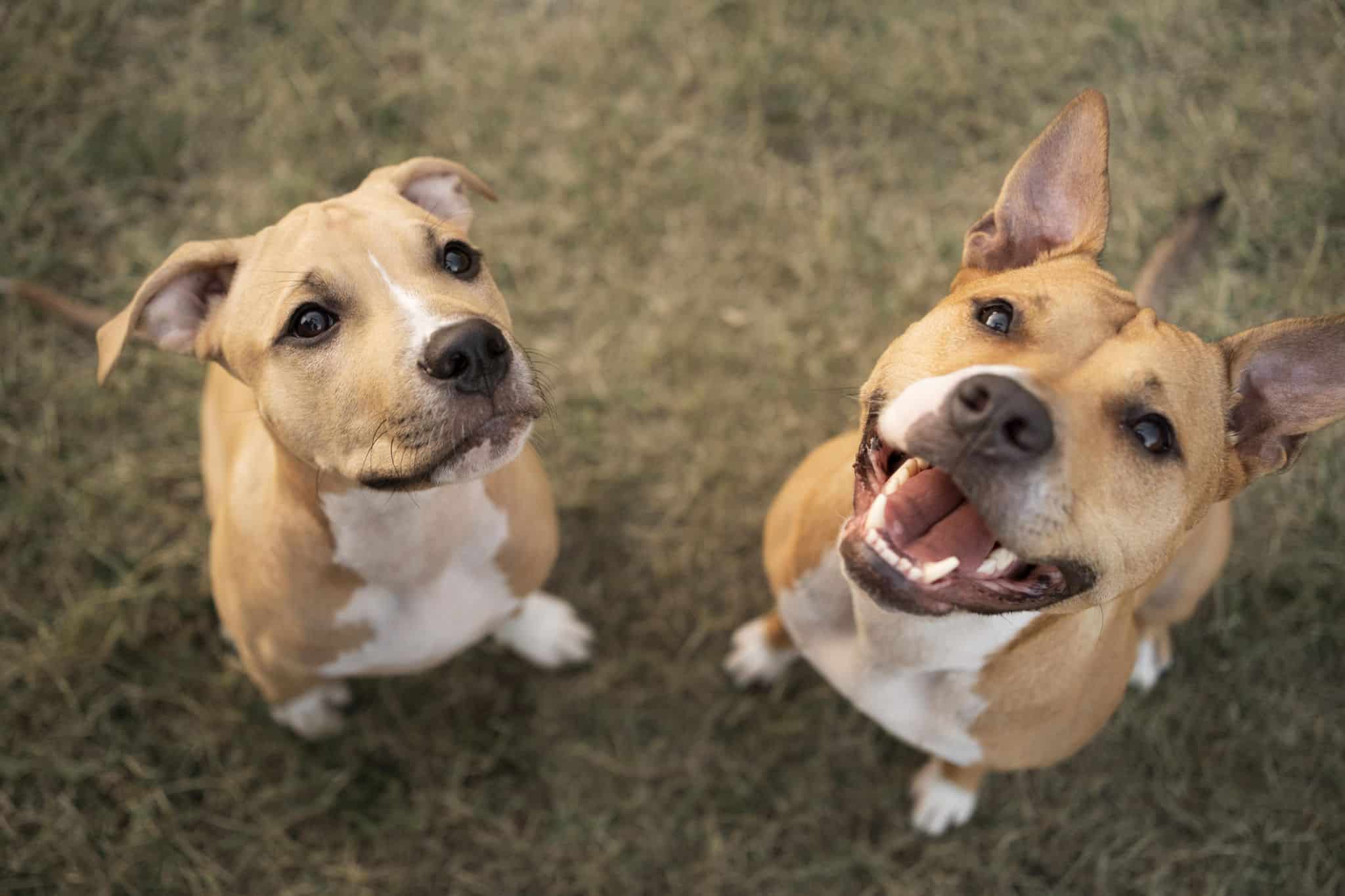 Qué hacer cuando dos perros se pelean
