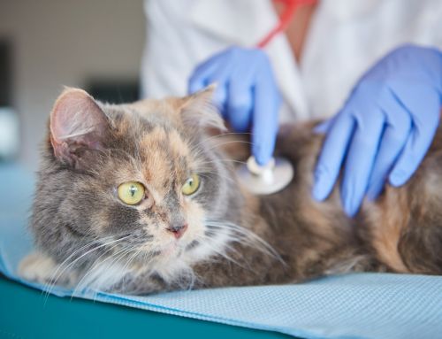 Cómo preparar a tu gato para visitar al veterinario