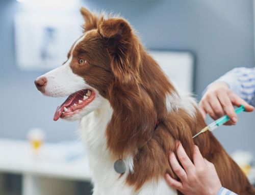 ¿Cuáles son las vacunas para perros imprescindibles según su edad?