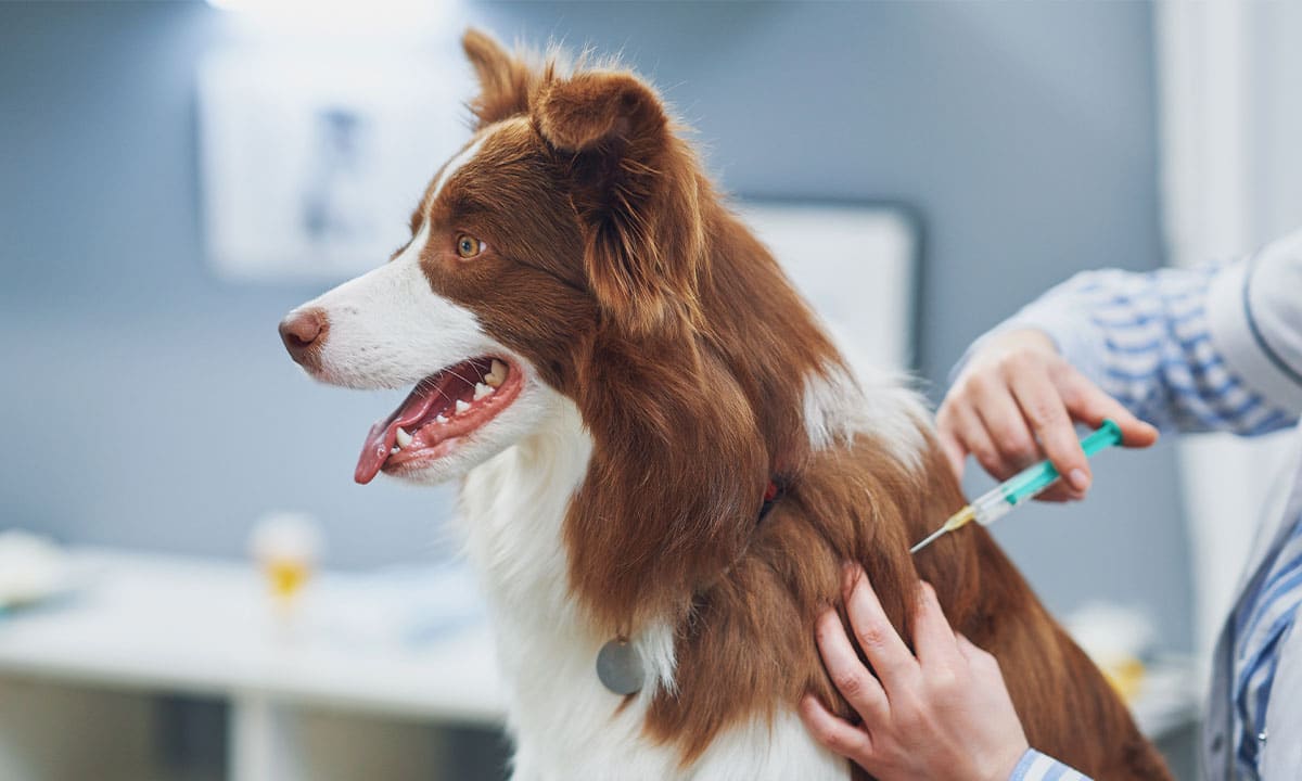 ¿Cuáles son las vacunas imprescindibles para perros según su edad?