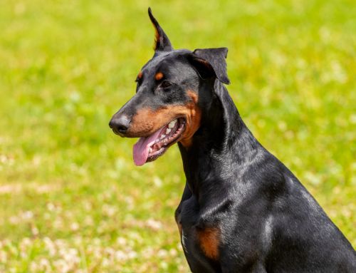 ¿Qué coberturas debe tener un seguro para mascotas si tu perro es PPP?