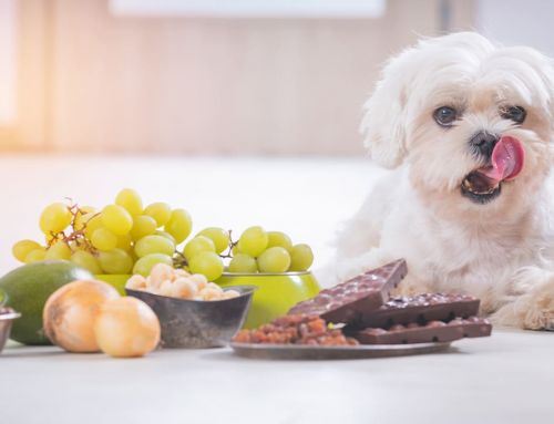Alimentos tóxicos para perros que no debes darles de comer