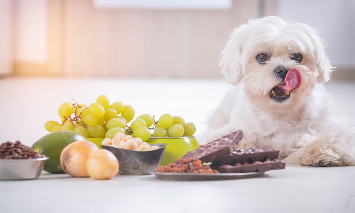 Alimentos tóxicos para perros que no debes darles de comer