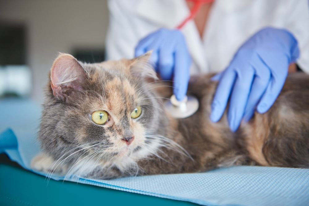 Vacunas imprescindibles para gatos según su edad