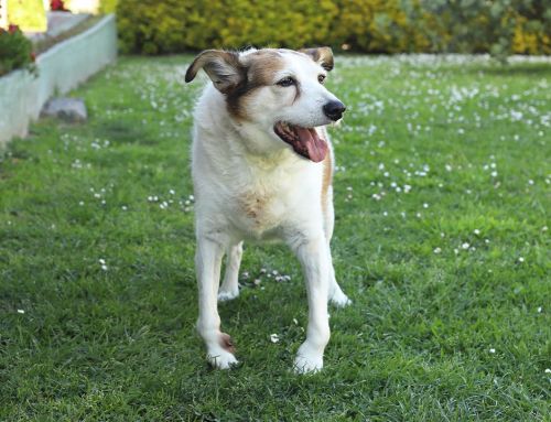 Beneficios de adoptar un animal mayor