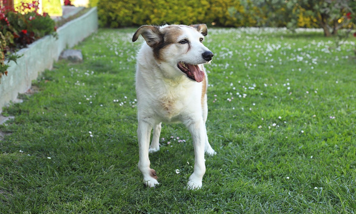 Beneficios de adoptar un animal mayor
