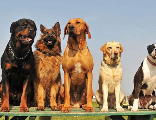 Cómo elegir un seguro para perros grandes: Ventajas y limitaciones