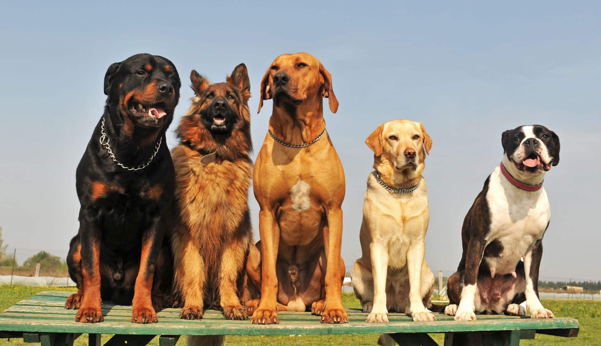 Seguro para perros de raza grande