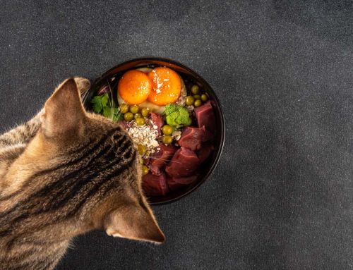 Alimentos tóxicos para gatos que no debes darles de comer