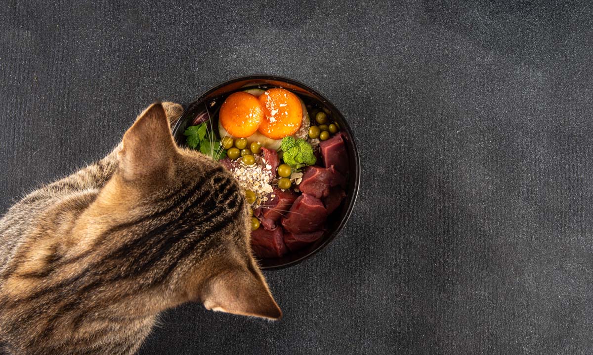 Alimentos tóxicos para gatos que no debes darles de comer