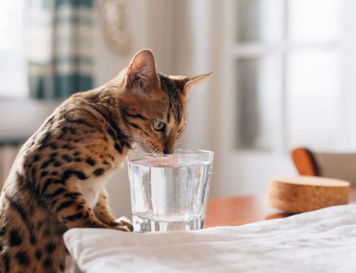 Cómo lograr que tu gato beba más agua en verano