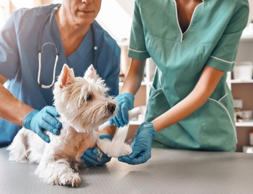 Exclusiones más comunes en los seguros para perros