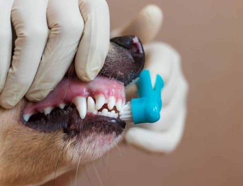 Cuidado dental para mascotas