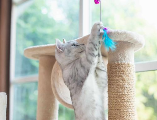 La importancia de la actividad física en gatos