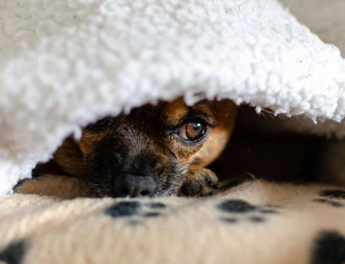 Cómo manejar el estrés en perros durante eventos ruidosos
