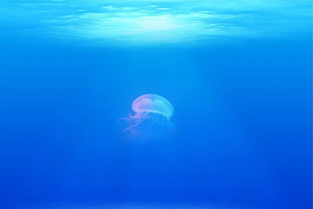 Picaduras de medusa: síntomas y cómo actuar