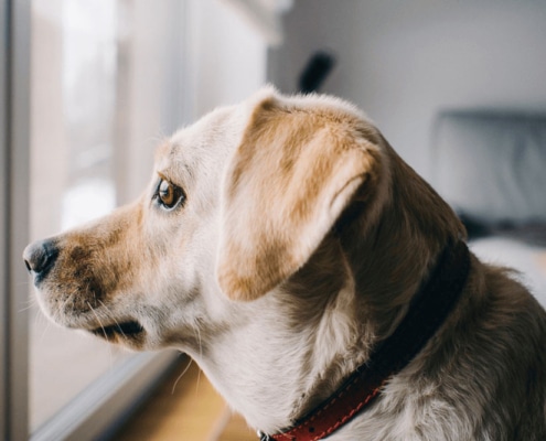 Mascotas en las comunidades de vecinos, ¿qué está permitido y qué no?