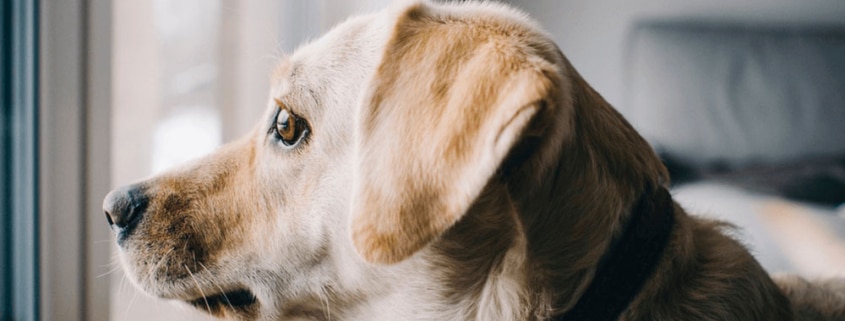 Mascotas en las comunidades de vecinos, ¿qué está permitido y qué no?